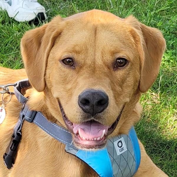 /Images/uploads/Adopt Me Bluegrass Pet Rescue Inc/adoptmebpr/entries/18752.jpg
